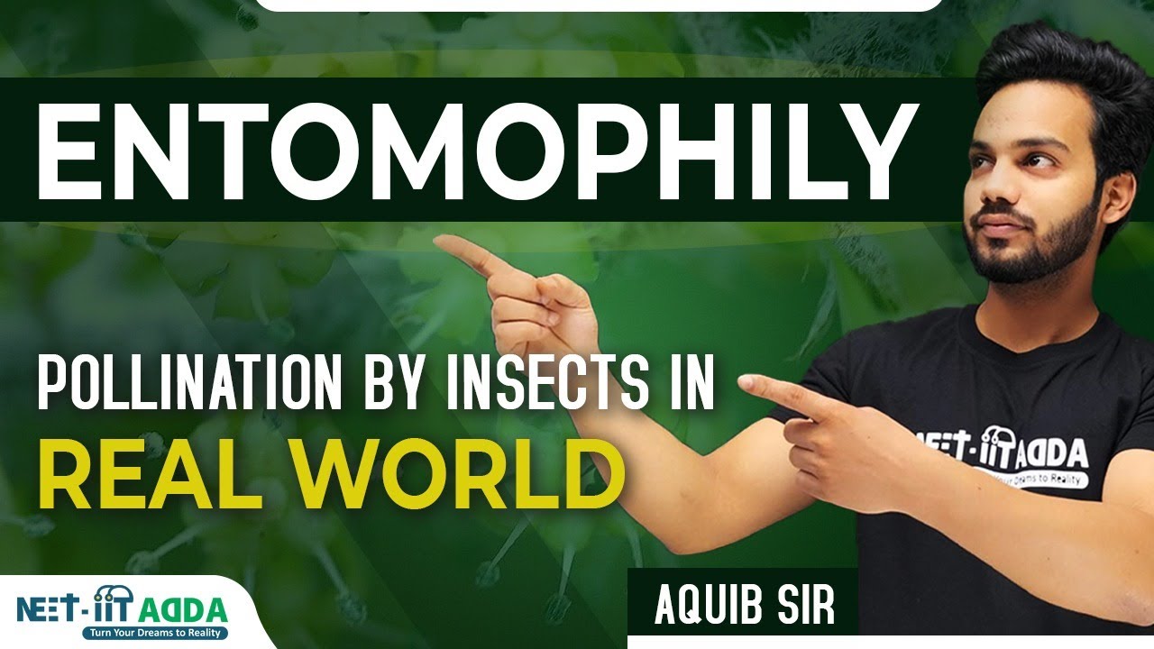 Entomophily | Pollination by Insects in Real World.  