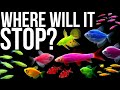 The Strange World Of Glofish And Other Aquarium Man Made Fish