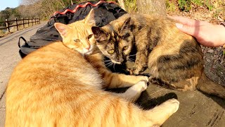 可愛い猫の兄妹がベンチに集まって仲良く遊ぶ