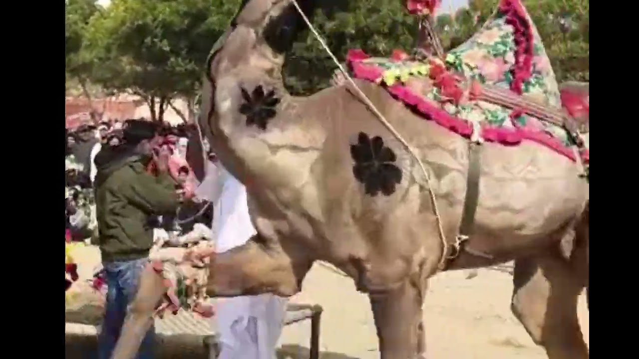 Camel Dance At Bikaner Rajasthan 
