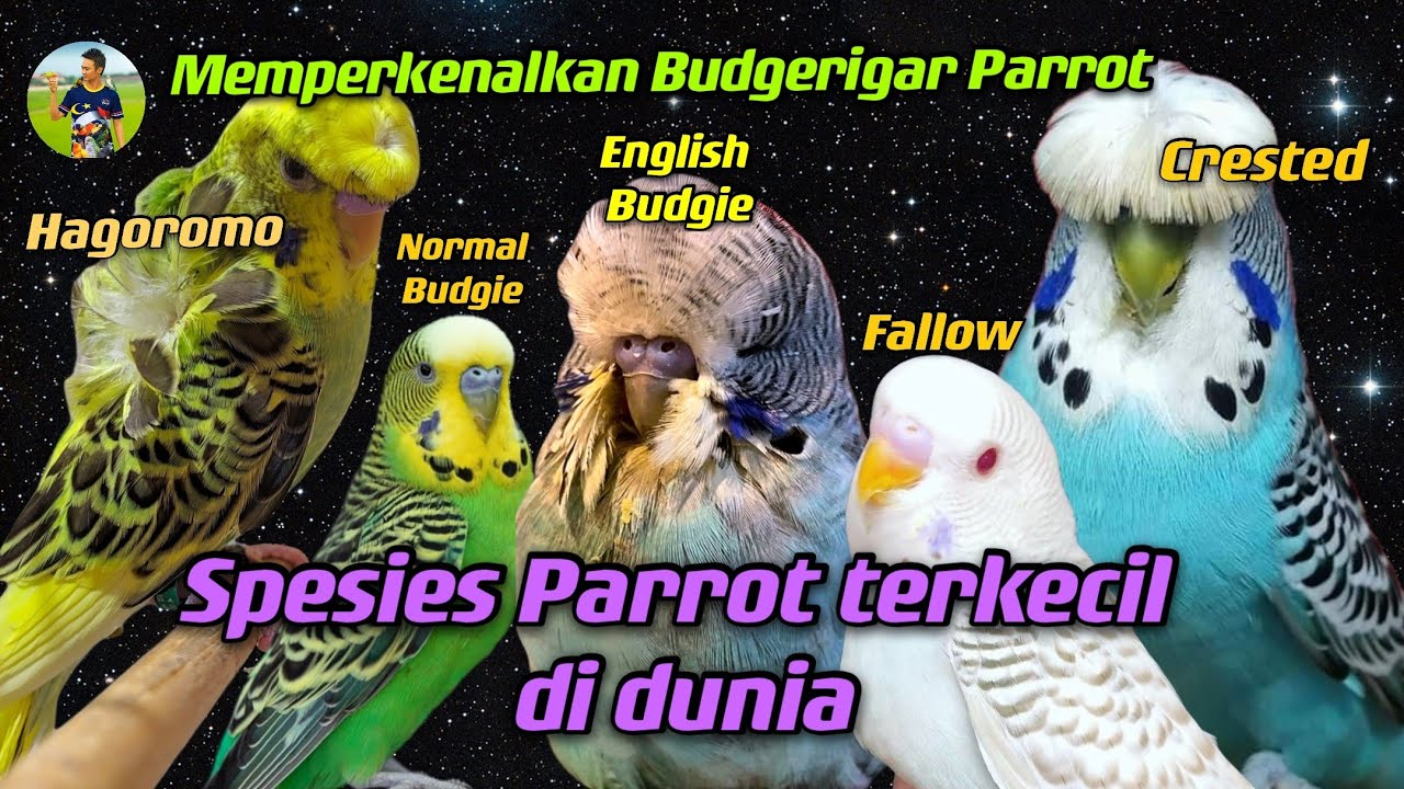 Memperkenalkan Jenis Budgerigar |  Budgerigar Parrot | Parrot Freefly | small Parrot【HD1080p 】