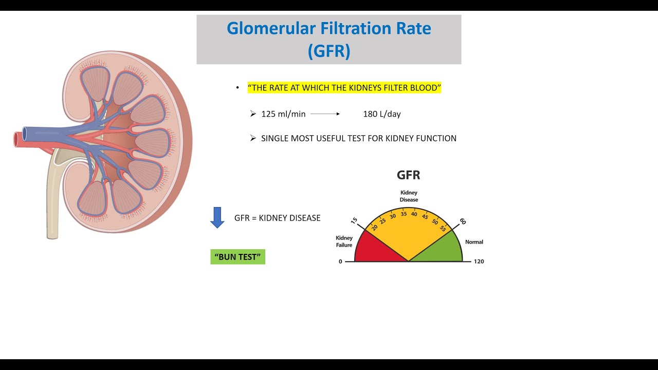 GLOMERULAR FILTRATION RATE GFR YouTube