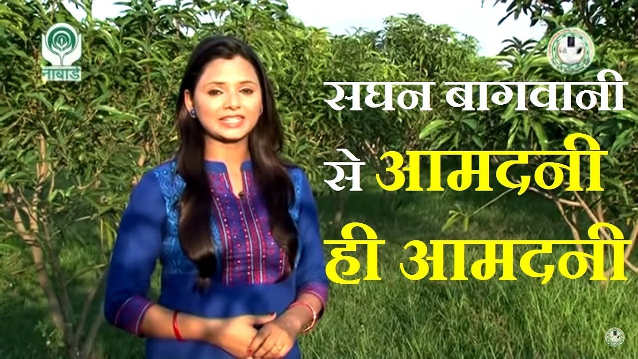 सघन बागवानी से आमदनी ही आमदनी (High Density Orchard)