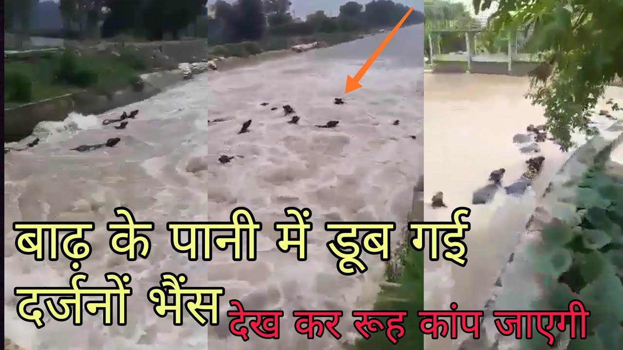 Dozens of cow drown in flood water बाढ़ के पानी में दर्जनों भैस डूब गयी / Bakchodi pro YouTube