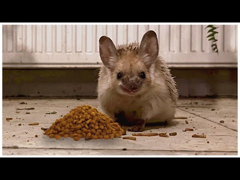 Hedgehog eating crunchy food asmr | Hedgehog eating dry food | PET ASMR