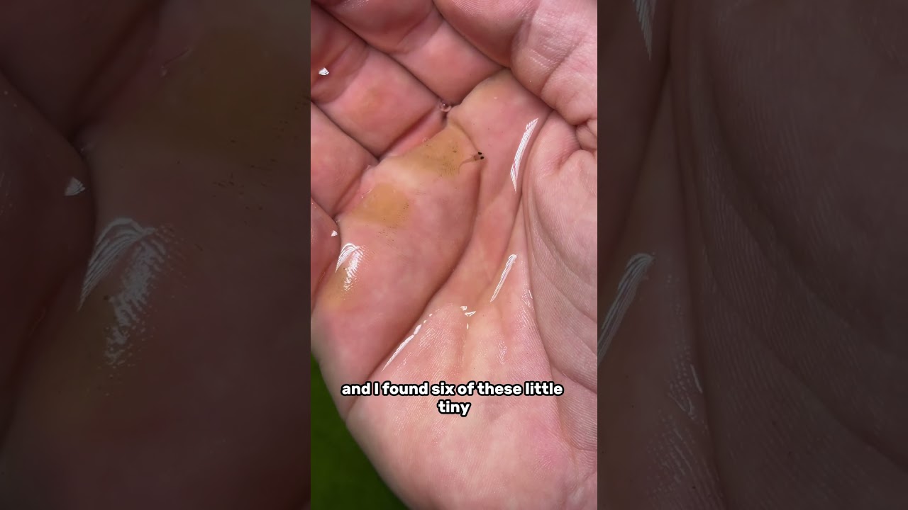 I found baby glass bellied guppies in my tank!