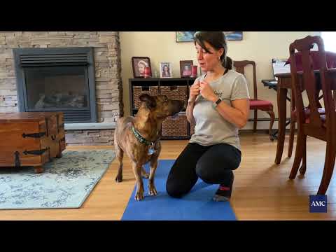 Strengthening Exercises for Dogs