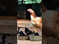 Peruvedai breed bron chickss