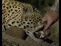 The full story  matts leopard  sable safari