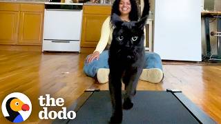 cat begs mom put him back treadmill dodo