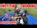 RESCUE PUPPIES FIRST TIME SWIMMING! *CUTE ANIMALS*