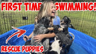 RESCUE PUPPIES FIRST TIME SWIMMING! *CUTE ANIMALS*