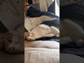 【三毛猫】私の顔を見たら甘えずにはいられないミケ