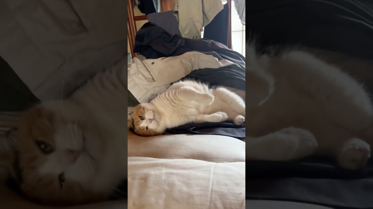 三毛猫】私の顔を見たら甘えずにはいられないミケ - YouTube