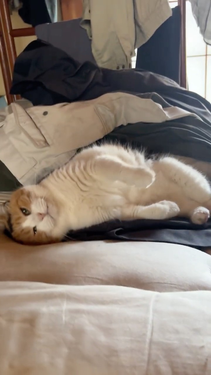 三毛猫】私の顔を見たら甘えずにはいられないミケ - YouTube