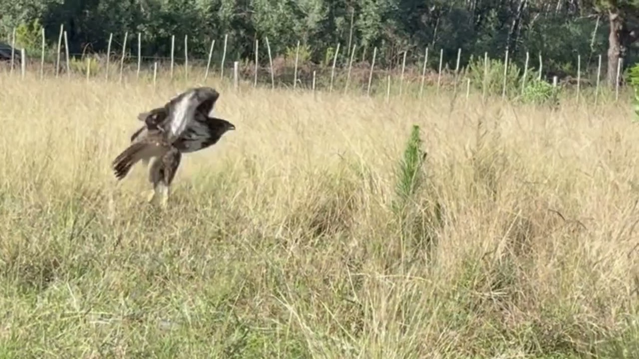 Forest Buzzard Release - Raptor Rescue