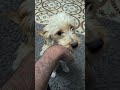 🥰Buonasera!!!🥰 #beautiful #petlover #doglover #doglove #doglife