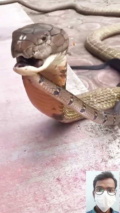 viral snake video || 🔥🤯😱 #shorts #shortfeed #short
