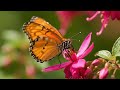 A day in the life of a butterfly