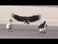 Молодые орланы-белохвосты на Белгородском водохранилище || White-Tailed Eagles
