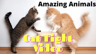 Real Cat Fight Amazing Cat Fight Vedio Not Try To Laugh