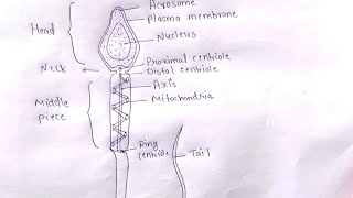 Structure Of Sperm Diagram Of Sperm Diagram Of Male Gamete Biology Diagram