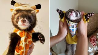 Super Funny Ferrets Videos  Don't Try To Hold Back Laughter | Cool Pets