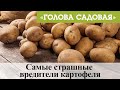 Голова садовая - Самые страшные вредители картофеля