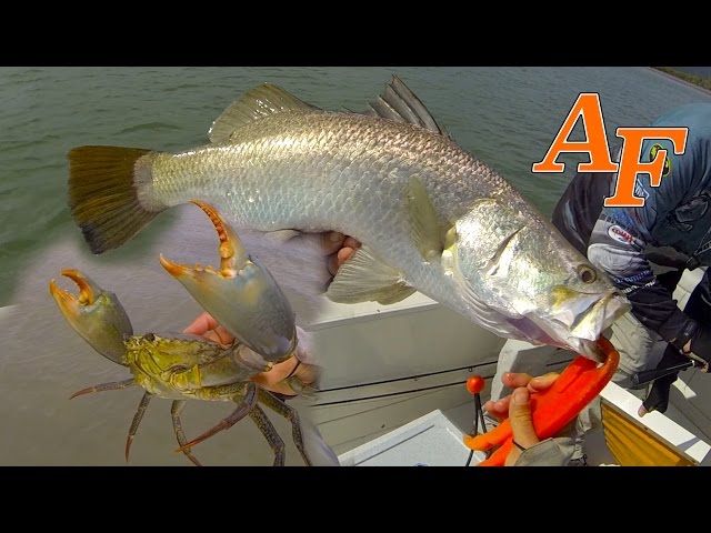 Mud Crab Flathead and Barramundi fishing Andy's Fish Video EP.350 class=