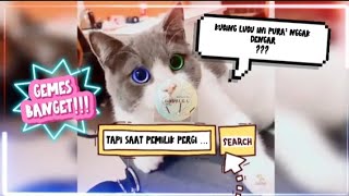 Kucing Lucu Ini Pura² Ngga Dengar??? Tapi Saat Pemilik Pergi ...