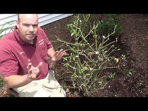 วีดีโอ: Meserve Holly Info: เรียนรู้เกี่ยวกับการดูแลไม้พุ่มบลูฮอลลี่