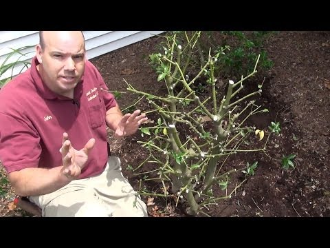 Video: Menanam Holly Bushes: Cara Menanam Dan Menjaga Holly Bushes