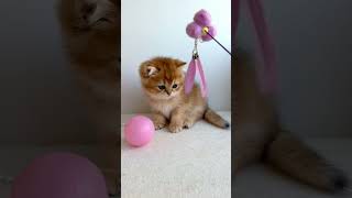 Lina British Shorthair Black Golden Female