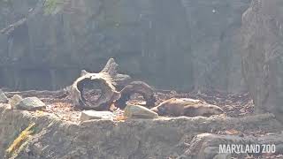 River Otters Nora and Hudson Introduction