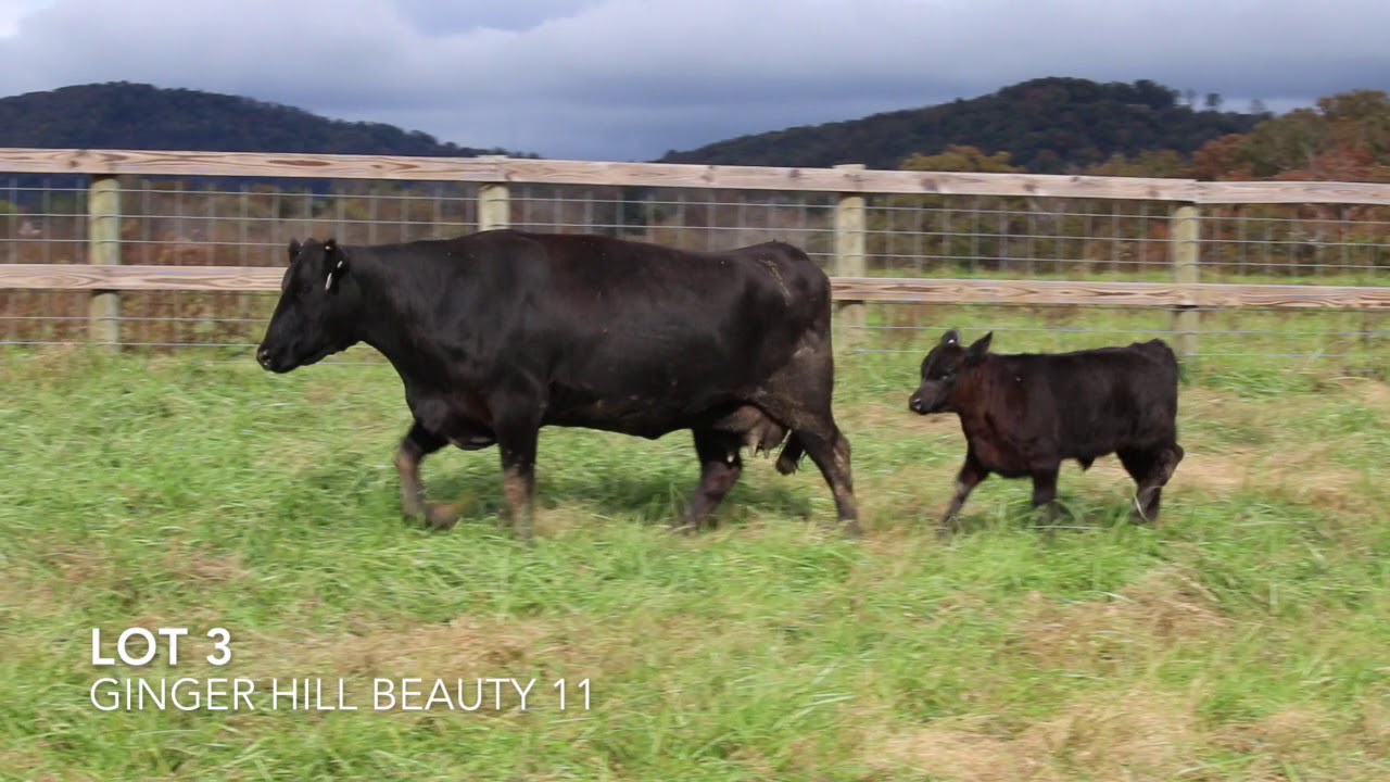 Ginger Hill Angus Lot 3 YouTube