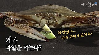 과일을 먹고 사는 게가 있다고?! 어떻게 먹을까?  l KBS 스펀지 070210 방송