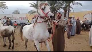 سعر مهر اخر ادب ورقص في سوق الأحد بدمنهور