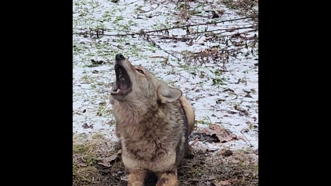 Coyote Barking ! Sounds Like A Dog ! #CoyoteTrapping #FoxTrapping #