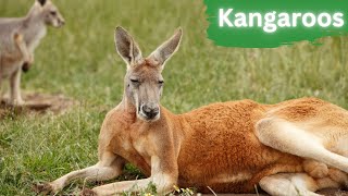 Kangaroos | Australia's Most Iconic Marsupials