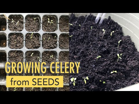 Video: Korijenski Celer: Kako Ubrzati Klijanje Sjemena?