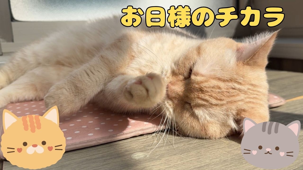 ♯277 お日様のチカラ、ポカポカ陽気のぼっこ部屋
