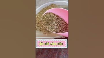 Giâm cành cẩm tú cầu đúng và bén rễ nhanh chóng. #meotrongcay #meotronghoa #hoadepdetrong