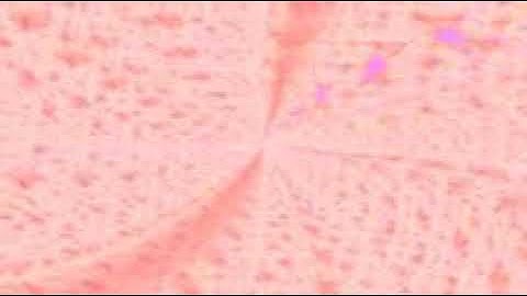 سورة الطلاق بصوت الشيخ القارئ سعود الشريم