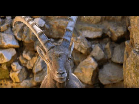 Video: Capricorn (animal): description and photo