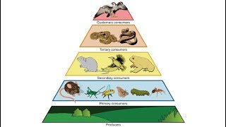 Study: Humans 0.01% of World's Biomass, Cause 83% of Extinctions