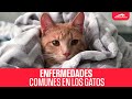 Estas son las enfermedades comunes en gatos que puede contraer el tuyo si sale a la calle  gatos