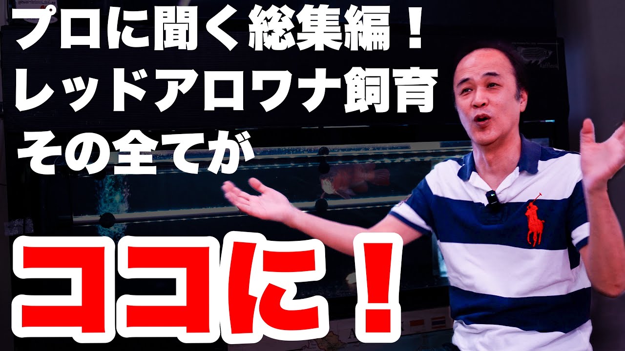 【プロに聞く総集編！】レッドアロワナの全てがここにある！ 作業用長尺版！#アクアリウム #アロワナ #アロワナ飼育 #大型魚 #アジアアロワナ #aquarium #古代魚 #熱帯魚