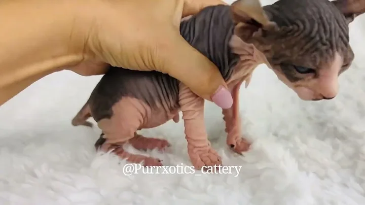 Watch the video about Watch this little sphynx baby girl melt as she cuddles 🥰💝😻