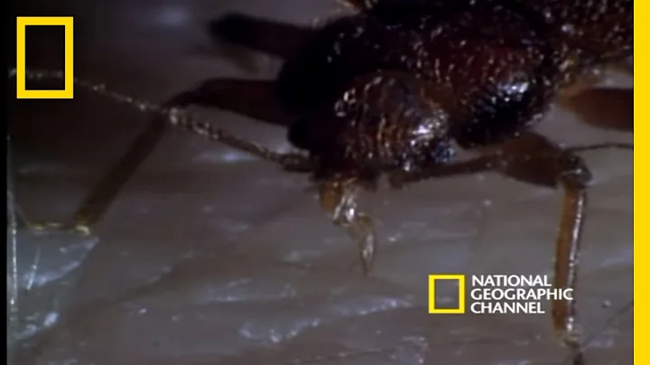 Bed Bugs | National Geographic - DayDayNews