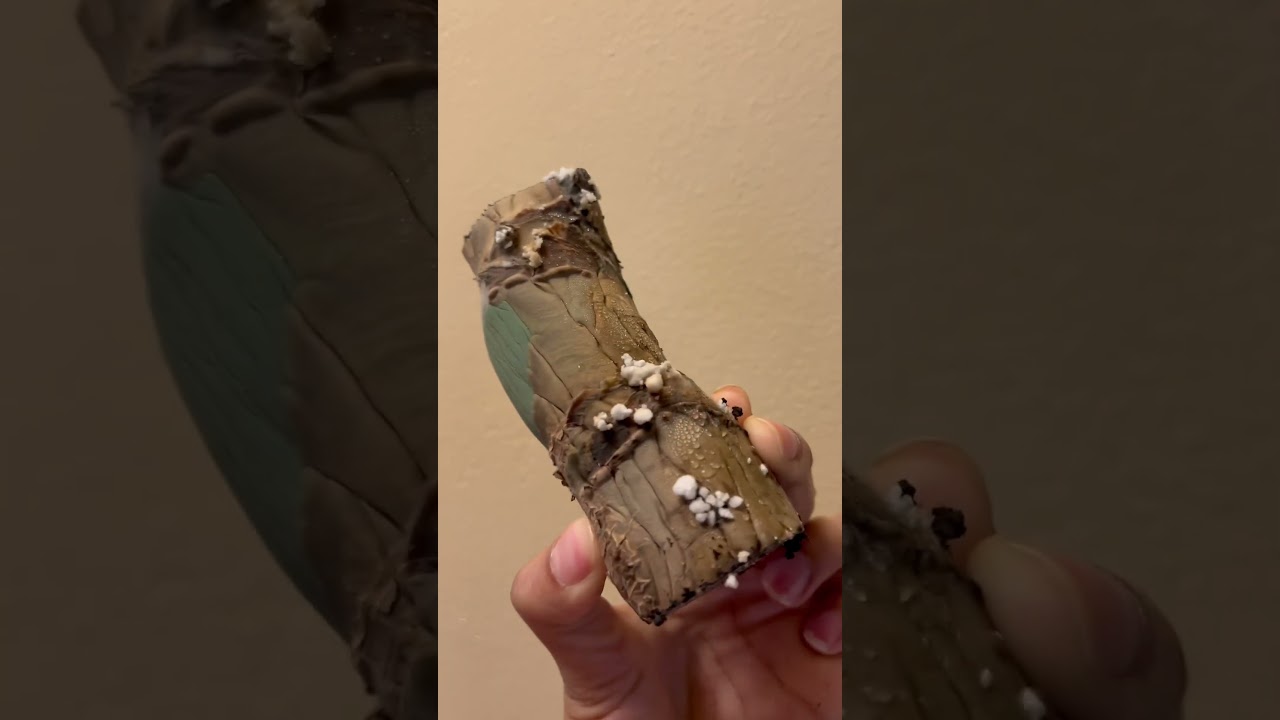 Navy Pier Plant Rescue update | crystal garden #plants #chicagoattractions #plantrescue